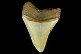 3.99" Fossil Megalodon Tooth - North Carolina - #131565-2